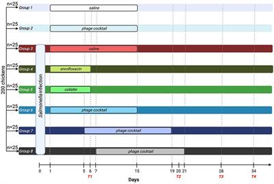 Highly different effects of phage therapy and antibiotic therapy on immunological responses of chickens infected with Salmonella enterica serovar Typhimurium